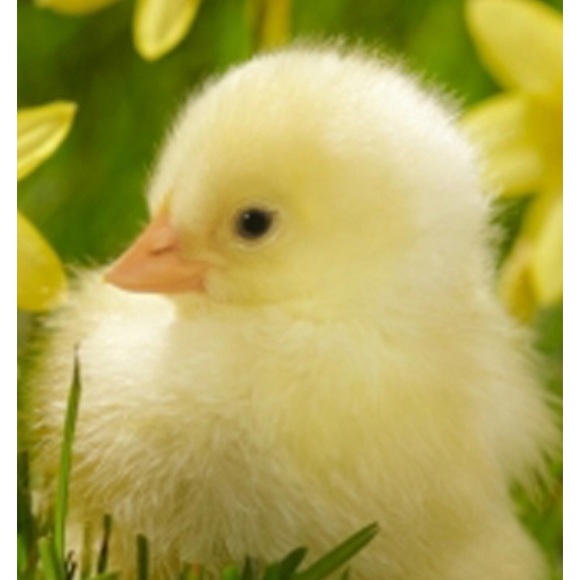 Meet your Posher, Claudia - Picture 1 of 3